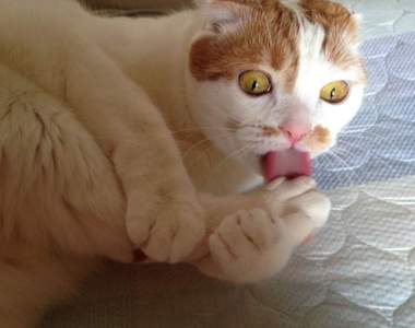 推特話題《貓妖怪圖鑑》棲息在貓奴家中有著特殊怪癖的喵星人們...