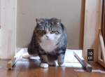 猜猜看《貓咪筋骨有多軟》?貓咪是液體之說再次被證明啦~ 猜猜看《貓咪筋骨有多軟》?貓咪是液體之說再次被證明啦~
