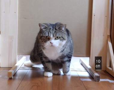 猜猜看《貓咪筋骨有多軟》？貓咪是液體之說再次被證明啦～