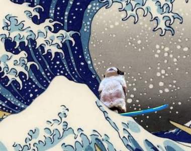 《隨時隨地屍體化的狗》太夯變成惡搞圖 這次狗狗真的睡遍世界各地了w