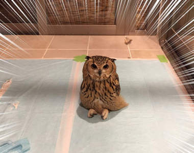 裡面有人嗎？《盤腿坐的貓頭鷹》再擺一罐啤酒跟報紙就能完成假日的老爸構圖ww