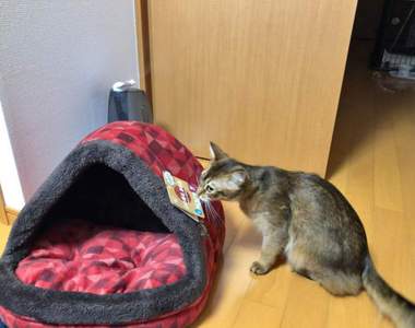《貓奴才懂的開箱文》滿心歡喜買了新的貓屋結果不出我所料...(苦笑)