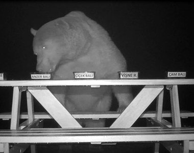 養蜂場有熊出沒《不如讓熊試吃蜂蜜吧》試出來的結果也沒有讓人失望～