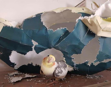 抓到現行犯《這些個性超渾蛋的鳥》以為他們的破壞力比較低 就大錯特錯了