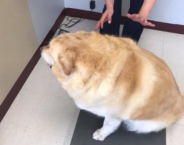 《胖到78公斤黃金獵犬》減掉45公斤的艱苦修行 大家都幫他加油(๑•̀ㅂ•́)و✧ 