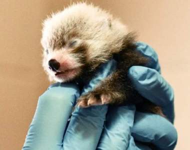 史上最萌拍賣《小熊貓名字拍賣會》可愛的小熊貓三胞胎等你來命名唷♥