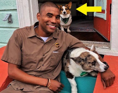 根本趁機嚕狗《UPS宅配司機四處跟狗拍照》 入鏡的狗一隻比一隻有戲