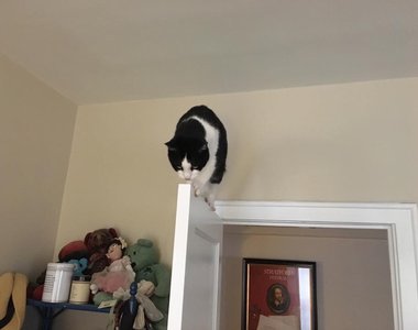 超人氣推特討論串《你家寵物曾做過的糗事》太多了根本說不完啊