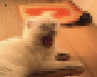 《相片紙放反列印的結果》原本可愛的貓牠竟然被恐怖的惡魔附體！？...