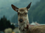 可能會傳染給人?《喪屍鹿病Zombie deer》致命疾病正在北美蔓延,完了完了要變殭屍了… 可能會傳染給人?《喪屍鹿病Zombie deer》致命疾病正在北美蔓延,完了完了要變殭屍了…