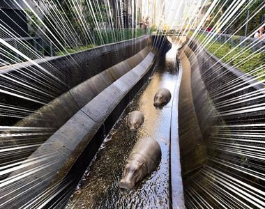 《澀谷川驚見河馬》迷路在鬧區的3隻河馬引發路過民眾騷動...