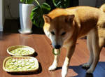 《貪吃的柴犬》從此牠學會了人類世界裡有種名叫「苦瓜」的地雷食物ww 《貪吃的柴犬》從此牠學會了人類世界裡有種名叫「苦瓜」的地雷食物ww