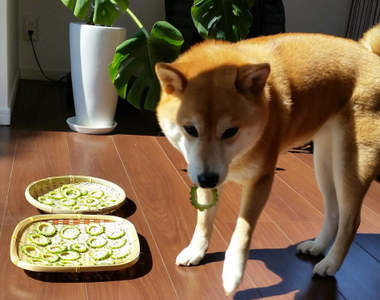 《貪吃的柴犬》從此牠學會了人類世界裡有種名叫「苦瓜」的地雷食物ww