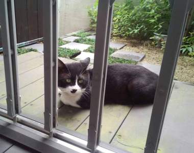 《傳信貓》經常來訪的陌生貓咪,項圈上的紙條意外牽起飼主間的緣分...