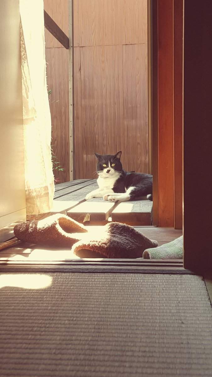 《传信猫》经常来访的陌生猫咪,项圈上的纸条意外牵起饲主间的缘分... - 图片8 《传信猫》经常来访的陌生猫咪,项圈上的纸条意外牵起饲主间的缘分...