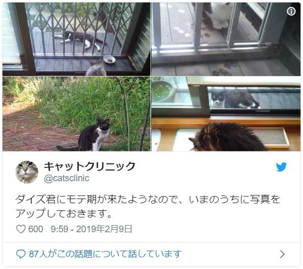 《传信猫》经常来访的陌生猫咪,项圈上的纸条意外牵起饲主间的缘分... - 图片9 《传信猫》经常来访的陌生猫咪,项圈上的纸条意外牵起饲主间的缘分...