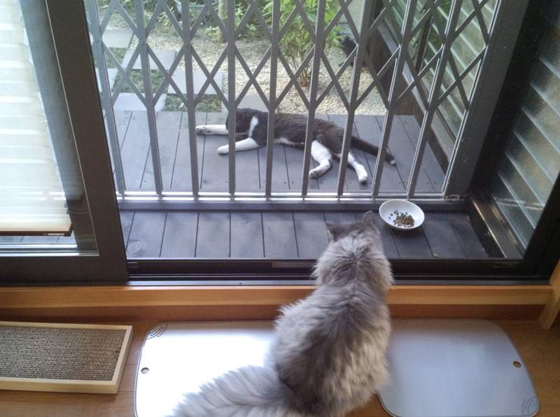 《传信猫》经常来访的陌生猫咪,项圈上的纸条意外牵起饲主间的缘分... - 图片10 《传信猫》经常来访的陌生猫咪,项圈上的纸条意外牵起饲主间的缘分...