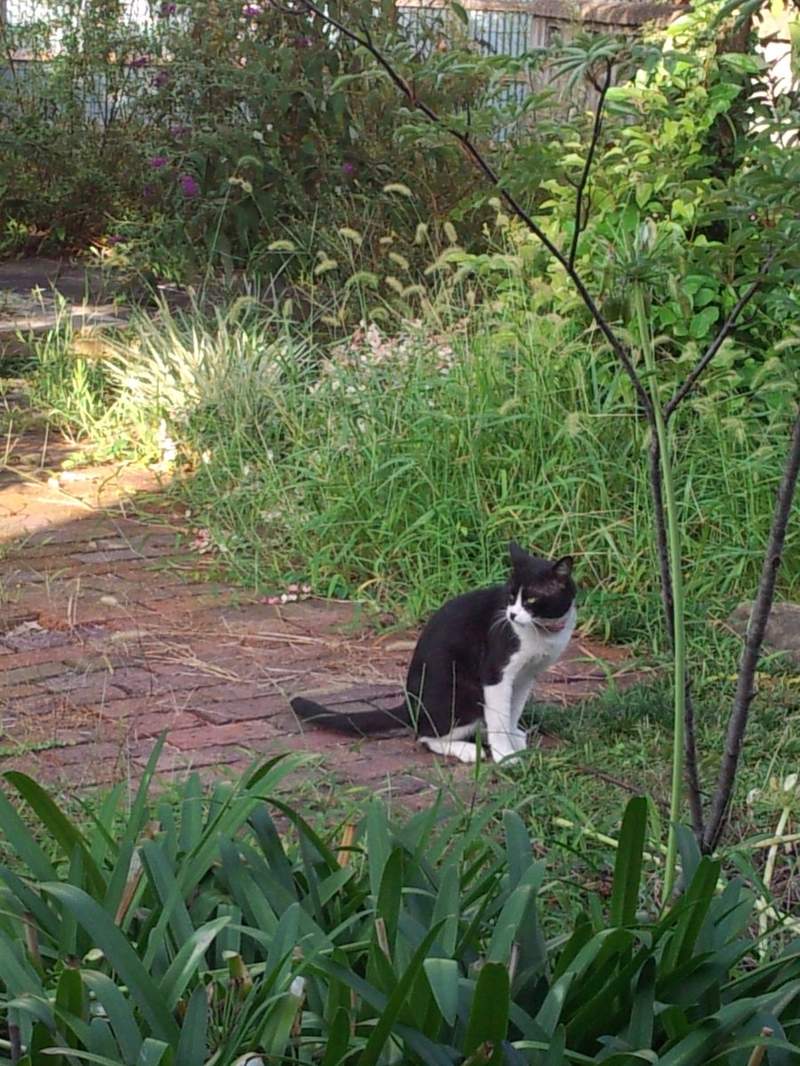 《传信猫》经常来访的陌生猫咪,项圈上的纸条意外牵起饲主间的缘分... - 图片12 《传信猫》经常来访的陌生猫咪,项圈上的纸条意外牵起饲主间的缘分...