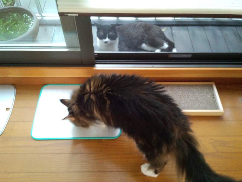 《传信猫》经常来访的陌生猫咪,项圈上的纸条意外牵起饲主间的缘分... - 图片13 《传信猫》经常来访的陌生猫咪,项圈上的纸条意外牵起饲主间的缘分...