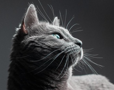 《請攝影師來幫自己顧貓》結果就是收穫了好多張貓皇玉照