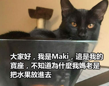 《貓奴吐槽自家喵星人》從吐槽中不難看出貓奴的寵愛阿w