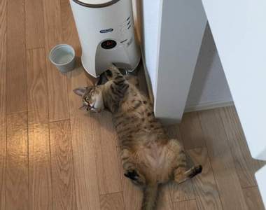 《貓與自動餵食器的戰爭》家中最容易遭到貓咪破壞的東西絕對名列前三ww