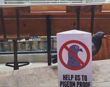 《這些動物都是叛逆份子》規則是看他們的心情存在的