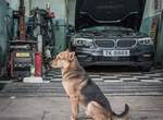 《車庫犬》荷蘭攝影師Marcel Heijnen鏡頭下守護家園的汪星人們 《車庫犬》荷蘭攝影師Marcel Heijnen鏡頭下守護家園的汪星人們