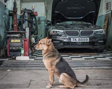 《車庫犬》荷蘭攝影師Marcel Heijnen鏡頭下守護家園的汪星人們