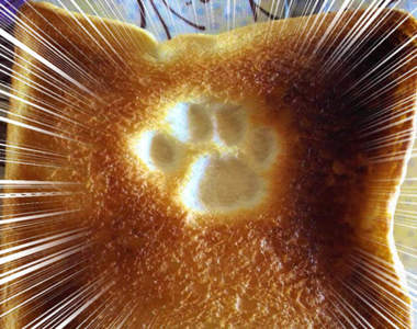 純天然製造《貓肉球吐司》被貓踐踏過吃起來是否帶有濃濃貓味?(欸)