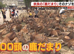 《奈良公園鹿群研究》為什麼大家喜歡聚在博物館?原來跟上班族心態很相似…… 《奈良公園鹿群研究》為什麼大家喜歡聚在博物館?原來跟上班族心態很相似……