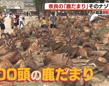 《奈良公園鹿群研究》為什麼大家喜歡聚在博物館？原來跟上班族心態很相似……