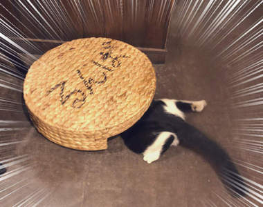 超強吸力《吸貓專用掃地機器人》凡是名為貓的物種經過都會自己塞進去ww