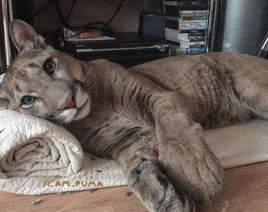 《把美洲獅當貓在養》果然是戰鬥民族 貓奴等級也是不一樣...