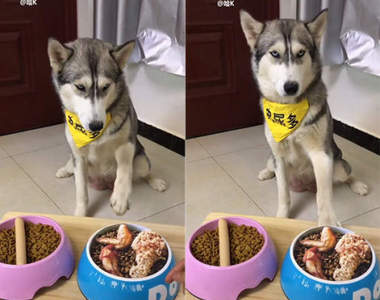 吃飯了選左邊右邊《在愚人節這天被騙到的狗》透過螢幕這哈士奇無奈的表情充份的表現出來了