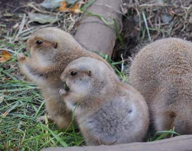 上野動物園《胖嘟嘟的黑尾土撥鼠》像小雞一樣的圓滾滾身材在推民間爆紅
