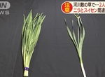 《誤把水仙當韭菜》日本食物中毒事件頻傳 路邊的植物不要隨便撿來吃……