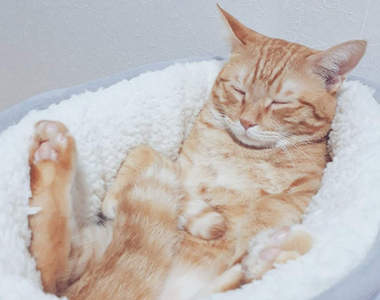 熱賣的預感？《貓的泡泡浴》明明是貓床卻像喵在浴缸裡睡去ww