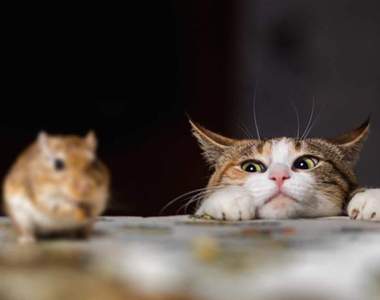 暖心推特《動物報恩故事》叼死老鼠過來要報恩卻也讓我們頭疼就是了w