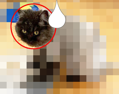 幫毛小孩修毛結果變成《手風琴貓》老爸表示原本是想弄個老虎斑紋的造型XDD