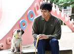 日劇《熟男還不結婚》中跟阿部寬同台飆戲的明星巴哥犬《田中太郎》 日劇《熟男還不結婚》中跟阿部寬同台飆戲的明星巴哥犬《田中太郎》