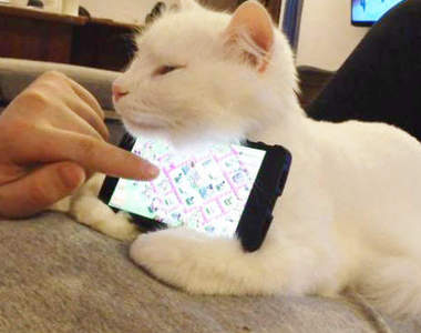 日本節目調查《動物可以滑手機嗎》貓肉球歹就補但找來一匹馬這樣真的沒問題嗎(ʘᗩʘ’)