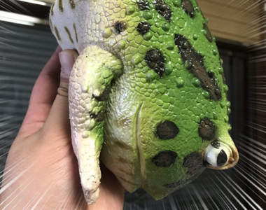 推民自製《珍珠青蛙杯套》單手拿青蛙從屁眼吸珍珠也能一樣時尚嗎ww