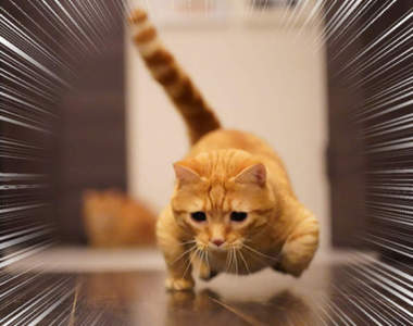 奇蹟瞬間《單手伏地挺身的貓》貓奴驚見主子展現超強技能ww