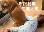 《柴犬與小孩的暖爐之爭》面對一旁可愛的小弟,柴柴還是選擇了暖爐... 《柴犬與小孩的暖爐之爭》面對一旁可愛的小弟,柴柴還是選擇了暖爐...
