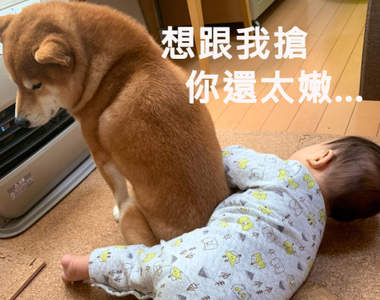 《柴犬與小孩的暖爐之爭》面對一旁可愛的小弟，柴柴還是選擇了暖爐...