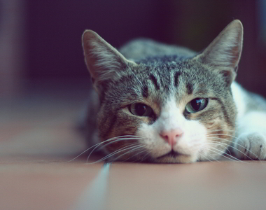 研究顯示《貓認得出自己的名字》但是他不知道「名字」的意義