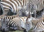 來自動物園的挑戰《超難解斑馬猜謎》求照片中有幾隻斑馬? 來自動物園的挑戰《超難解斑馬猜謎》求照片中有幾隻斑馬?
