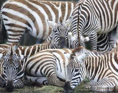 來自動物園的挑戰《超難解斑馬猜謎》求照片中有幾隻斑馬？