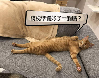 2019年3月《推特上的人氣貓推文》這裡有現成的腕枕~要來躺嗎ฅ•ω•ฅ